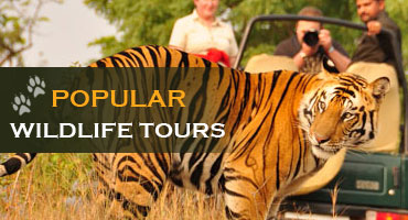 Wildlife Tourism In India Ppt - Travel News - Best Tourist Places In ...