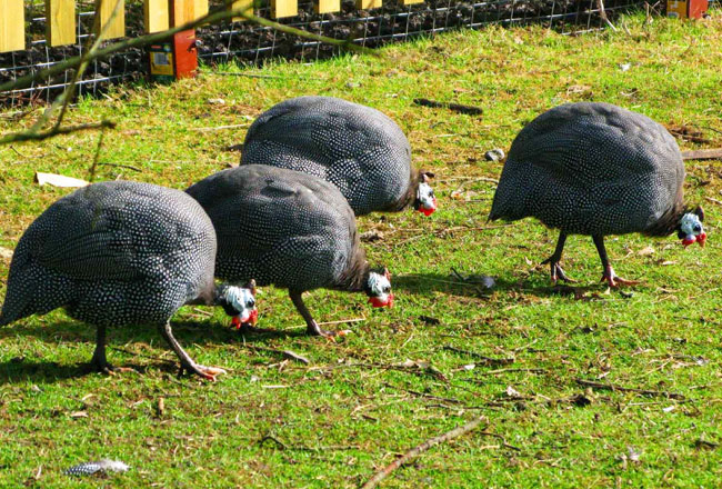 Photo Gallery of Badalkhol Wildlife Sanctuary in Chattisgarh