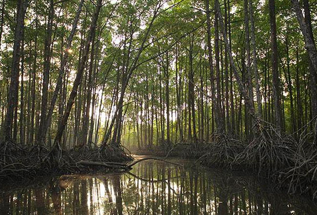 Image result for indravati national park in chhattisgarh