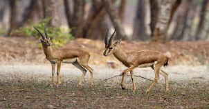 Photo Gallery of Neyyar Wildlife Sanctuary