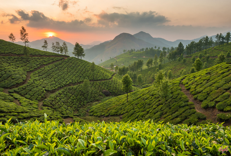 munnar alleppey tour packages from hyderabad