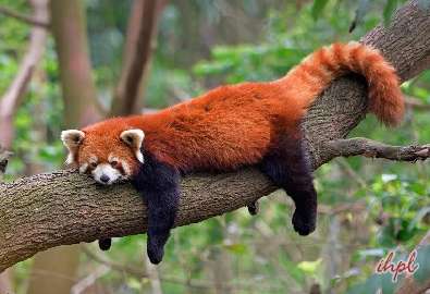 Red Panda expedition Tour