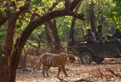 Short escape to Jaipur with Ranthambore