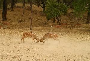 Deer Park in New Delhi, India