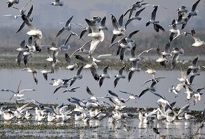 Okhla Bird Sanctuary- Best Time to Visit