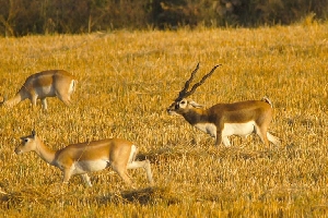 Satpura National Park