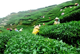 Tea Garden in Darjeeling, West Bengal