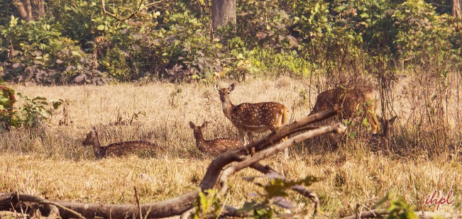 Rajaji National Park | Wildlife Sanctuaries In Uttarakhand